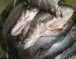 Lake Victoria Perch
