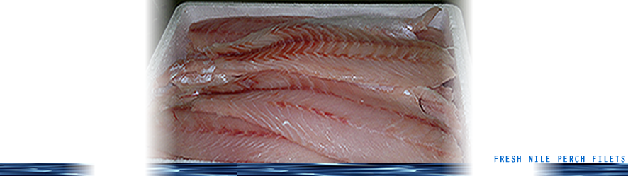 Fresh Nile perch fillets