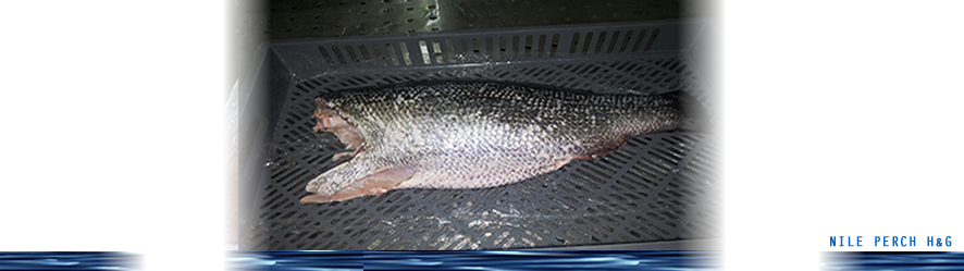 Nile perch H&G